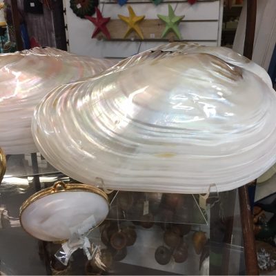 Seashell Display Stands-Curved Back Easels