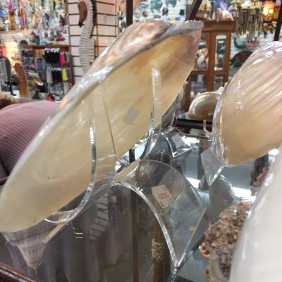 Seashell Display Stands-Curved Back Easels